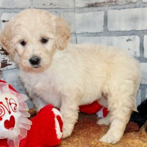 Goldendoodle Puppy Sarah