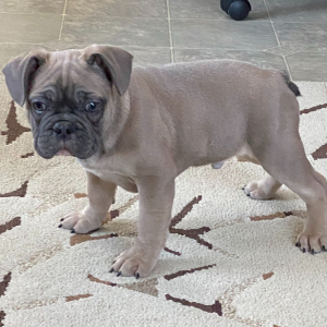 French Bulldog Puppy Twig