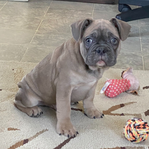 French Bulldog Puppy Twig