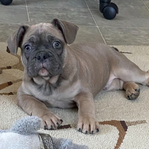 French Bulldog Puppy Twig