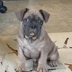 French Bulldog Puppy Twig