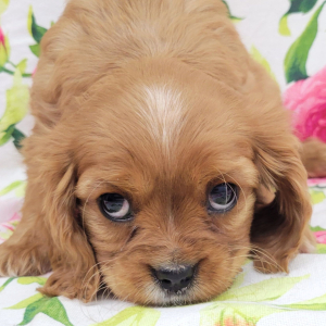 Cavalier King Charles Spaniel Puppy Toby