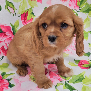 Cavalier King Charles Spaniel Puppy Toby