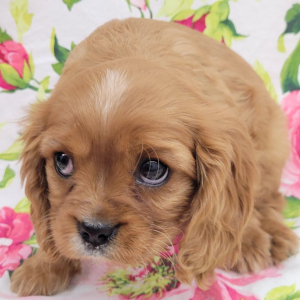 Cavalier King Charles Spaniel Puppy Toby