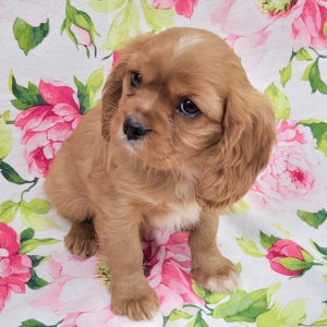Cavalier King Charles Spaniel Puppy Toby