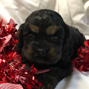 Cocker Spaniel Puppy Mitzie