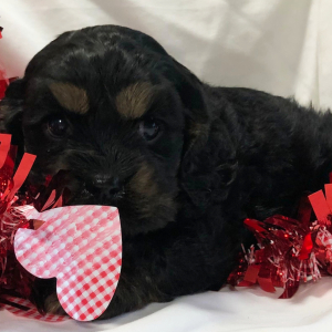 Cocker Spaniel Puppy Mitzie