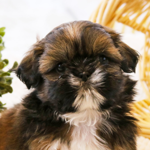 Shih Tzu Puppy Odie