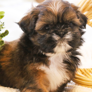 Shih Tzu Puppy Odie