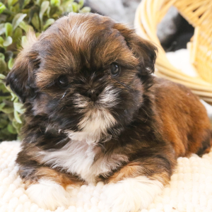 Shih Tzu Puppy Odie