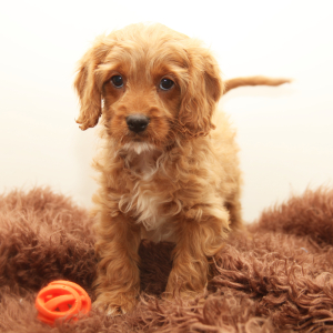 Cavapoo Puppy Killian