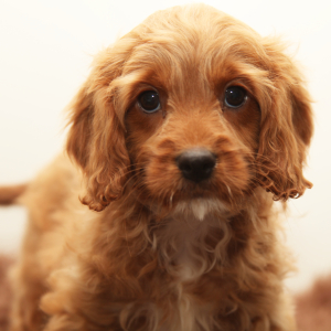 Cavapoo Puppy Killian