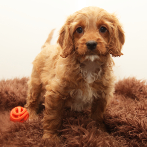 Cavapoo Puppy Killian