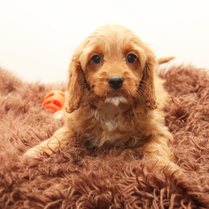 Cavapoo Puppy Killian