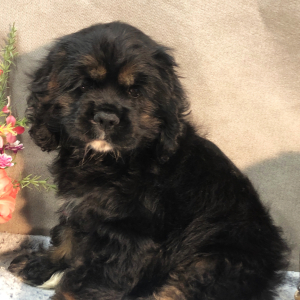 Cocker Spaniel Puppy Jolly