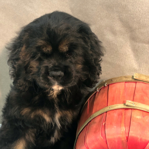 Cocker Spaniel Puppy Jolly