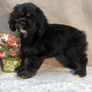 Cocker Spaniel Puppy Jolly