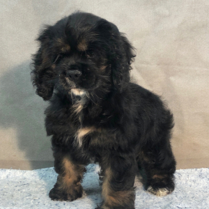 Cocker Spaniel Puppy Jolly
