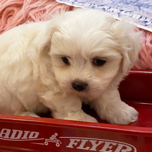Coton de Tulear Puppy Charlie
