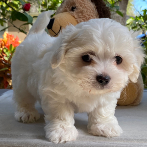 Coton de Tulear Puppy Charlie