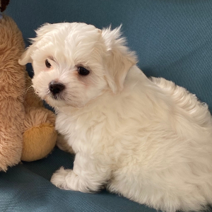 Coton de Tulear Puppy Charlie