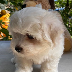 Coton de Tulear Puppy Charlie