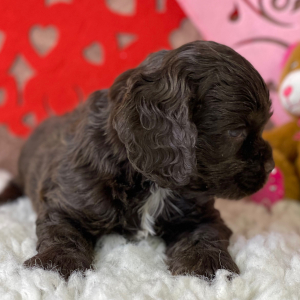 Cocker Spaniel Puppy Roman
