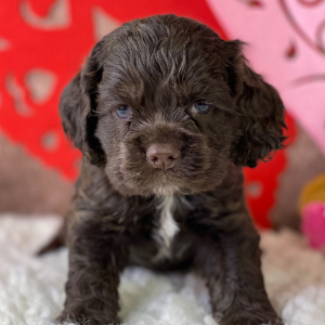 Cocker Spaniel Puppy Roman