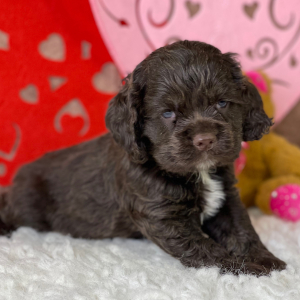 Cocker Spaniel Puppy Roman