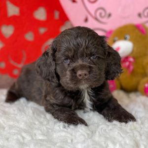 Cocker Spaniel Puppy Roman