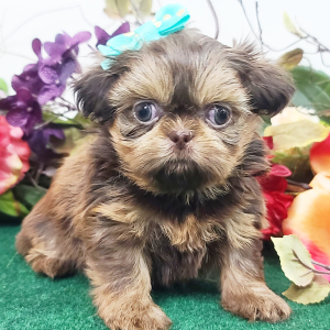Shih Tzu Puppy Patsy