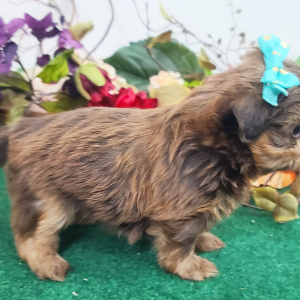 Shih Tzu Puppy Patsy