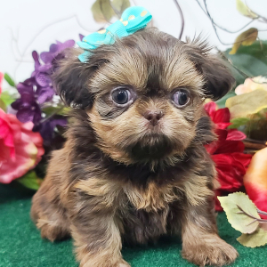 Shih Tzu Puppy Patsy