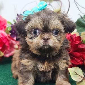 Shih Tzu Puppy Patsy