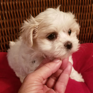 Maltese Puppy Alfie