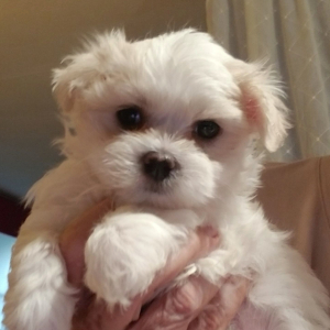 Maltese Puppy Alfie