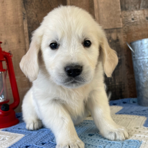 Golden Retriever Puppy Leon