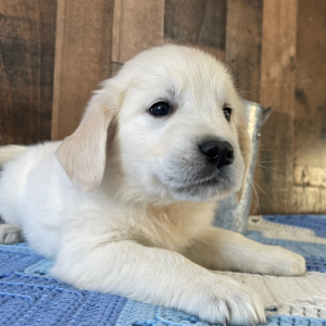 Golden Retriever Puppy Leon