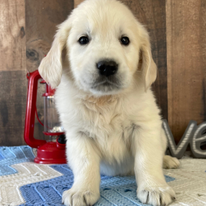 Golden Retriever Puppy Leon