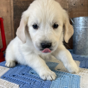 Golden Retriever Puppy Leon