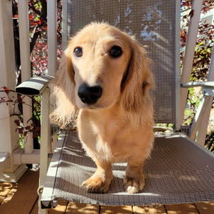 Dachshund Puppy Marshmallow
