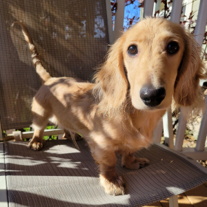 Dachshund Puppy Marshmallow