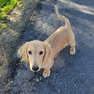 Dachshund Puppy Marshmallow