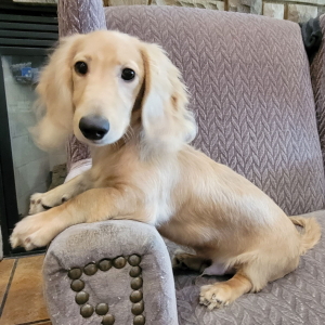Dachshund Puppy Marshmallow