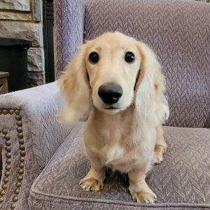 Dachshund Puppy Marshmallow
