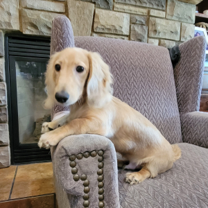 Dachshund Puppy Marshmallow