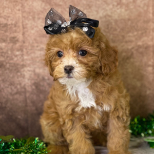 Cavapoo Puppy Yazmin