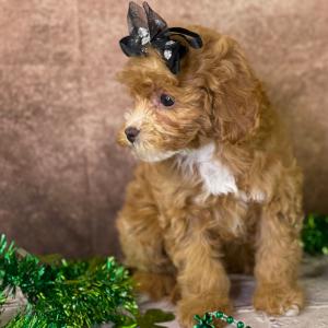 Cavapoo Puppy Yazmin