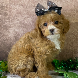 Cavapoo Puppy Yazmin