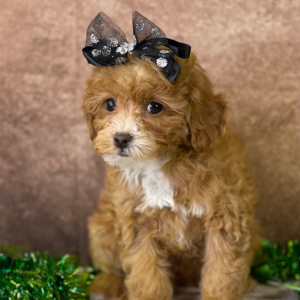 Cavapoo Puppy Yazmin